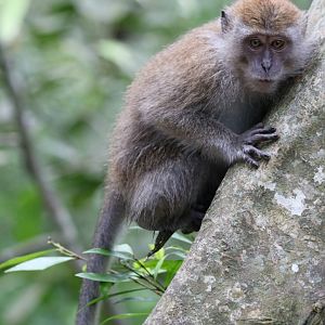 Long-tailed Macaque - Kuala Selangor