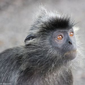 Selangor Silvered Langur - Kuala Selangor