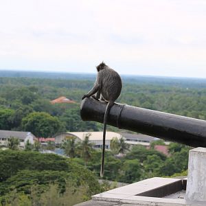 Selangor Silvered Langur Enjoying the View - Kuala Selangor