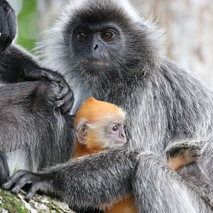 Selangor Silvered Langur Group - Kuala Selangor