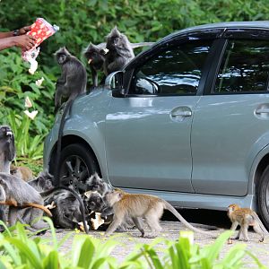 I don't think bread is very good for them! - Kuala Selangor