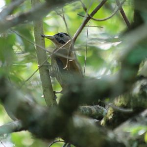 Laced Woodpecker - Kuala Selangor