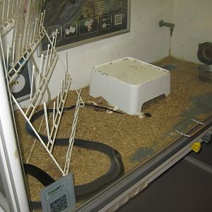 Terrariet Vissenbjerg - The venom lab - Mamba exhibit