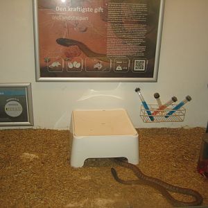Terrariet Vissenbjerg - The venom lab - Taipan exhibit