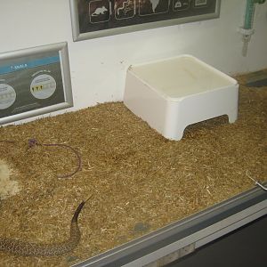 Terrariet Vissenbjerg - The venom lab - Rattlesnake exhibit