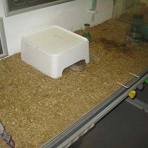 Terrariet Vissenbjerg - The venom lab - Viper exhibit