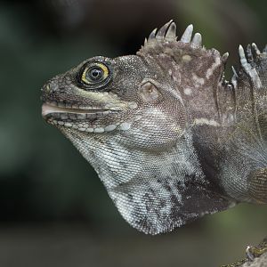 Arboreal agamid lizard