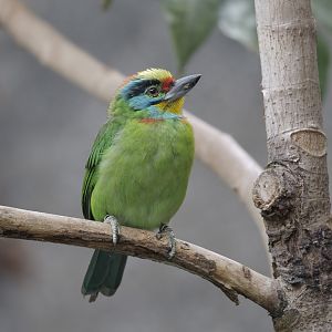 Black-browed barbet