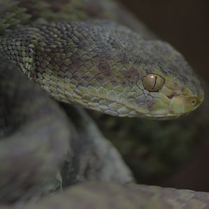 Beautiful pit viper