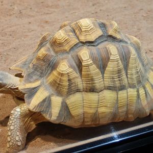 Plougshare tortoise