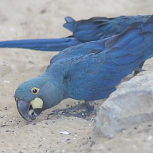 Lear's macaws