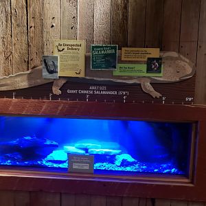 Chinese Giant Salamander habitat in The Swamp