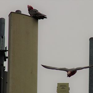 Galahs (Eolophus roseicapilla) On a Mobile Phone Tower