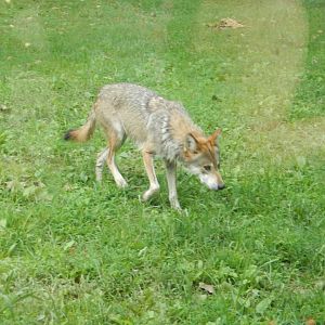 8/11/2018 - Mexican Gray Wolf