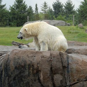 8/11/2018 - Amelia Gray