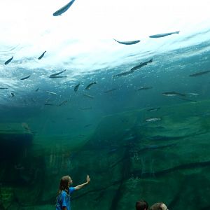 8/11/2018 - Polar Bear Habitat - Underwater Viewing Area