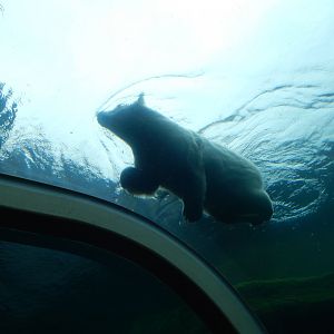8/11/2018 - Polar Bear Swimming Above!