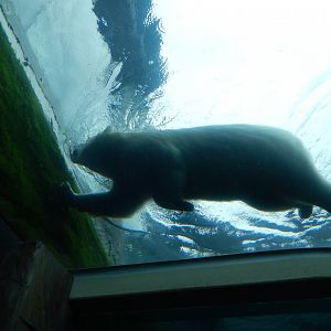 8/11/2018 - Polar Bear Swimming Above!