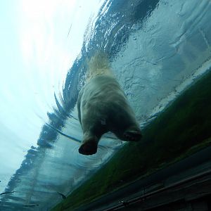 8/11/2018 - Polar Bear Playing Above!