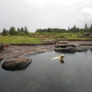 8/11/2018 - Polar Bear Habitat