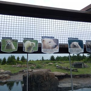 8/11/2018 - Who's Who in the Polar Bear Exhibit?