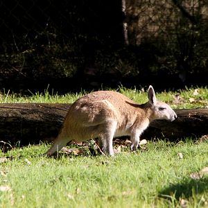 northern nail-tail wallaby (Onychogalea unguifera)