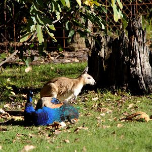 northern nail-tail wallaby (Onychogalea unguifera)