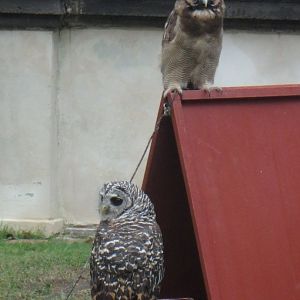 Brown wood owl (behind) and Chaco owl (in front)