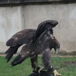 Golden eagle