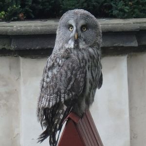 Great grey owl