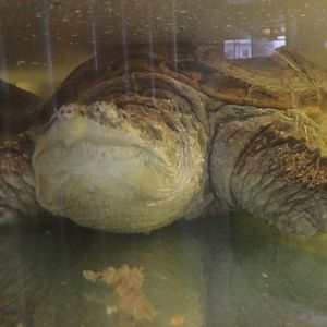 Common snapping turtle