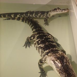 American alligators