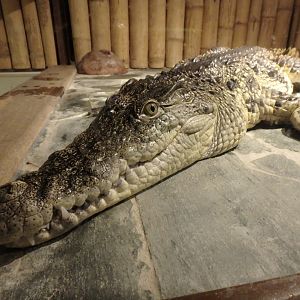 Nile crocodile