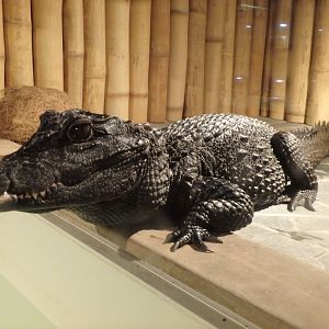 Dwarf crocodile