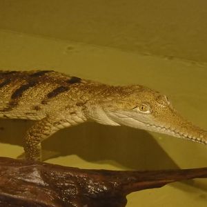 Johnstone's crocodile