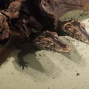 Cuvier's dwarf caiman