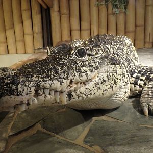 Cuban crocodile