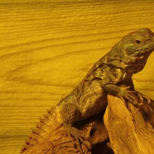 Yucatan spiny-tailed iguana