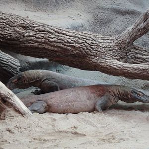 Komodo Dragons