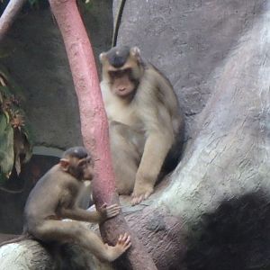 Pig-tailed macaque