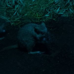 Brush-tailed rat-kangaroo