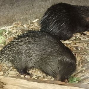 Philippine porcupine