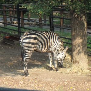 Grant's Zebra