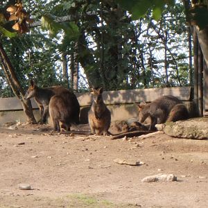 Swamp wallabies