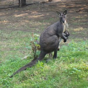 Common wallaroo