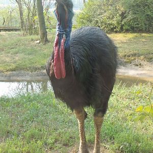 Southern cassowary