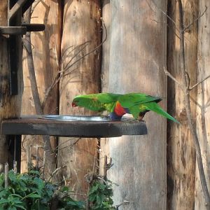 Rainbow (right) and scaly breasted (left) lorikeets