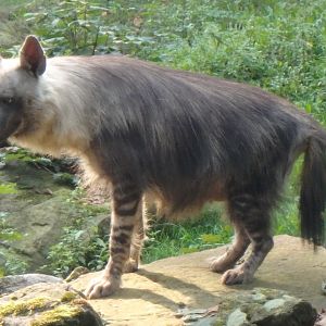 Brown hyena