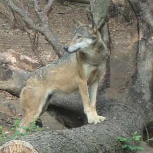 Gray wolf
