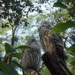 Ural owls